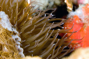 Naklejka na ściany i meble close look at an anemone