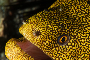 yellow moray
