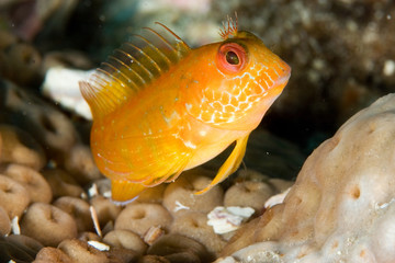 cute blenny