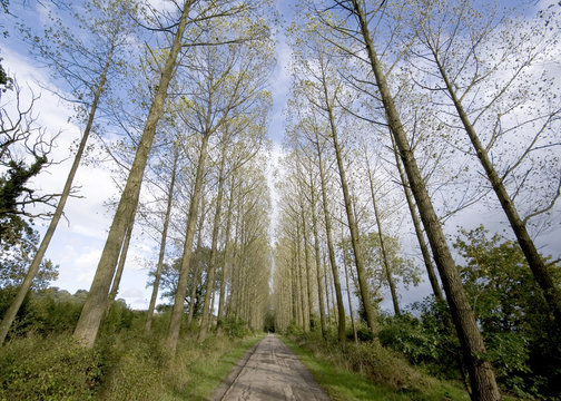 poplar trees