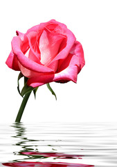 beautiful purple rose