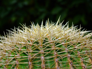 coryphantha