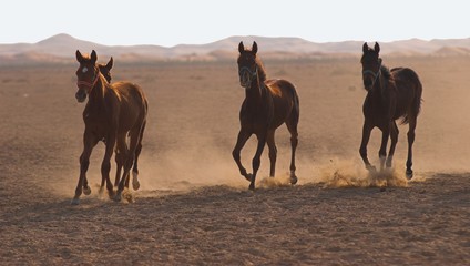 3 running arabic horses