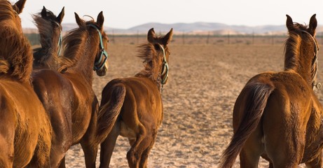 horses running in the desert