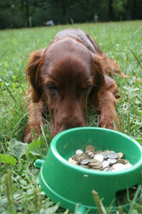 setter (dog) with money