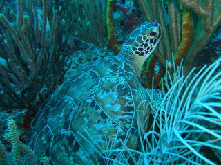 tortue verte st martin
