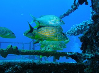 banc de poissons st martin