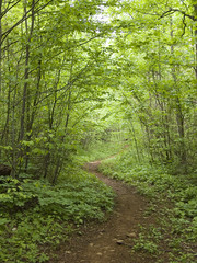 spring Appalachian trail surrounded by a thick forest
