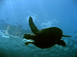 surface turtle