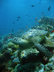 reef turtle