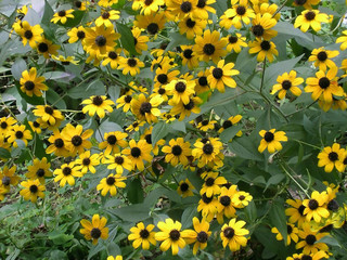 set of yellow flowers