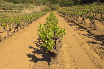 Fototapeta na wymiar rangées de vignes au printemps