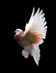 colorful pigeon in flight