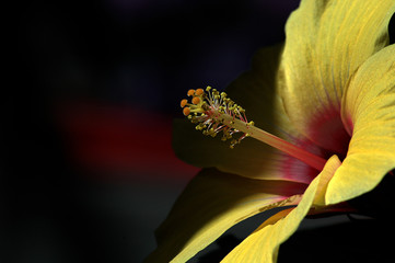 hibiskus © Marty Kropp