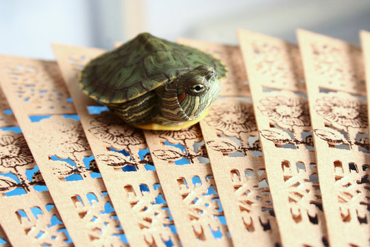 pseudemys scripta,turtle.