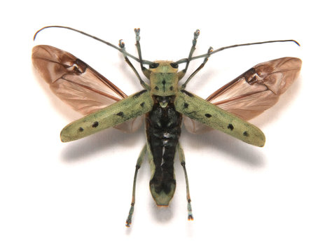 saperda octopunctata