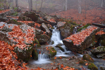 autumn forest in crimea mountain
