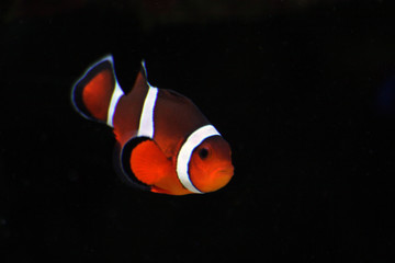 clown fish2