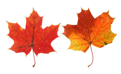 two vivid maple leaves