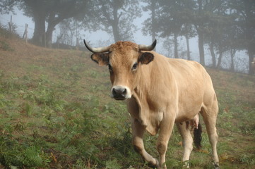 vache aubrac