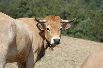 Obraz na płótnie Canvas Aubrac cow