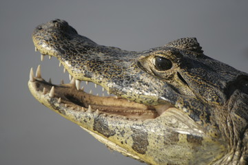 gueule d'alligator