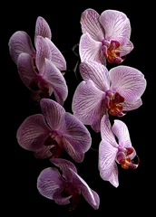 Fototapeten orchidee © Heiner Witthake
