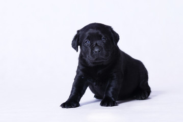 labrador puppy