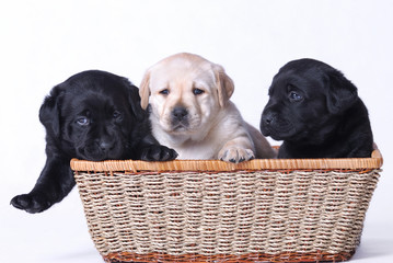 labrador puppies