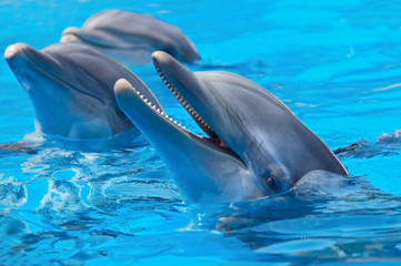 Obraz premium happy dolphins