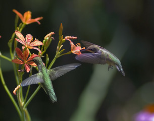 two ruby-throated hummingbirds