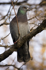 a dove is in a park