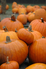 pumpkin patch 2