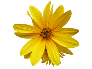 Obraz premium yellow flower