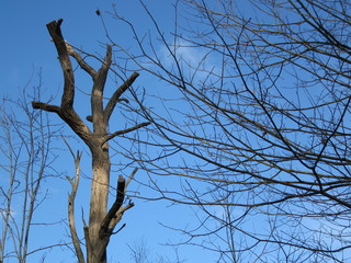 arbre mort