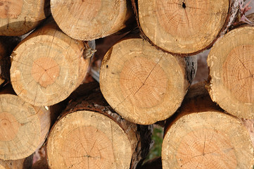 Fototapeta premium wood pile