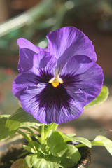 viola