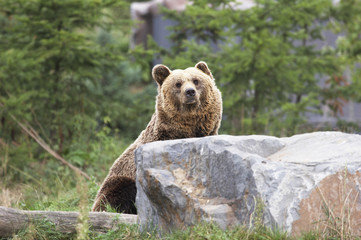 braunbär