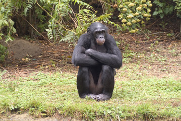 bonobo (monkey) staring at the people in the zoo