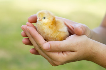 Naklejka premium adorable chick protected by hands