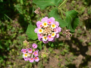 exotische blume