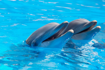 Naklejka premium happy dolphins