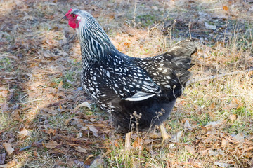 hen