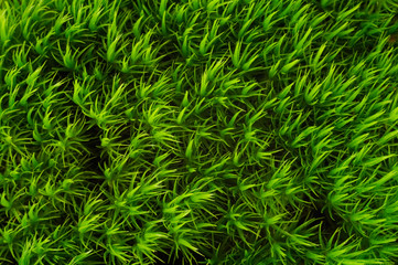 moss pattern