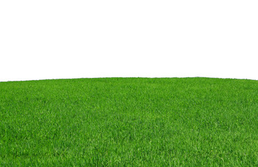 isolated grass field