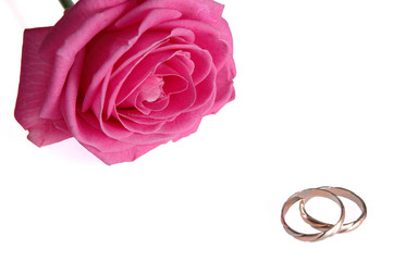 pink rose with rings