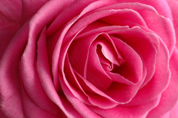 pink rose