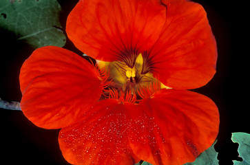 dewey begonia