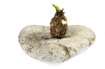 stone heart and baby plant