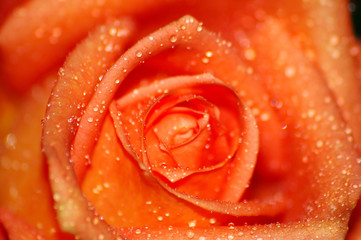 apricot rose